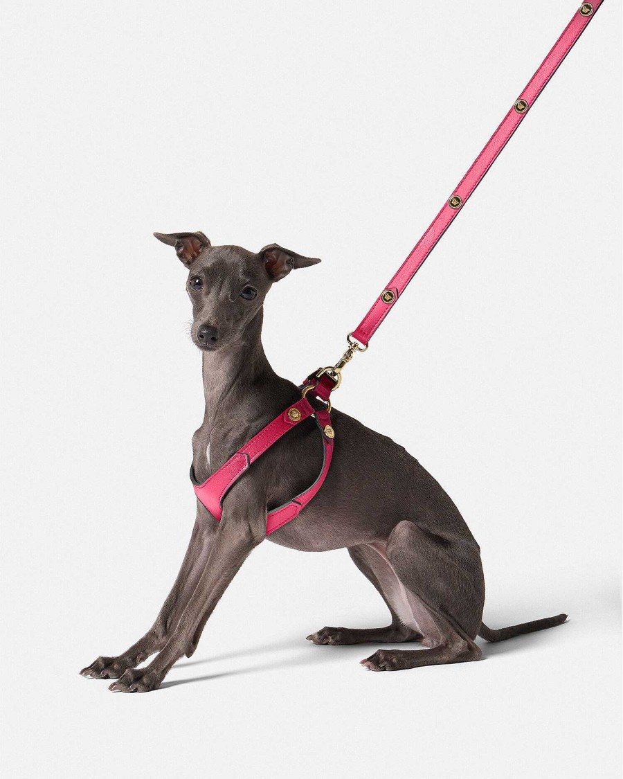 Hot Icon Pet Harness Pet Accessories