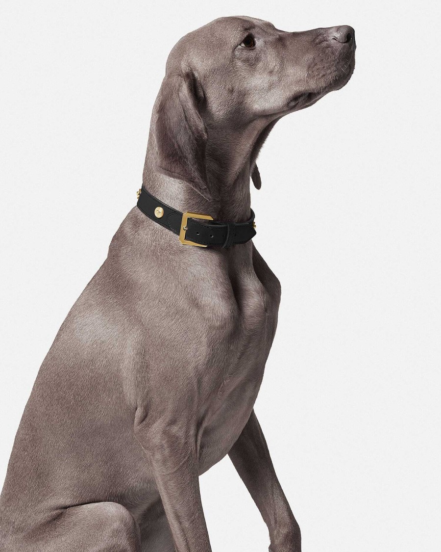 Online Icon Large Pet Collar Pet Accessories